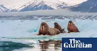 First case of walrus dying from bird flu recorded in Arctic