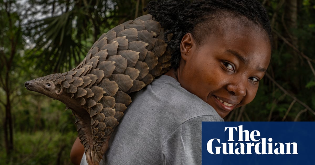 ‘They are so handsome’: the unusual day in the life of a pangolin carer