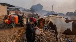 ‘Dozens of animals’ burned in shelters as wildfires rip through Greece