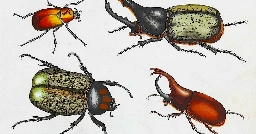 beetles