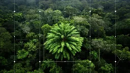 World's loneliest tree species can't reproduce without a mate. So AI is looking for one hidden in the forests of South Africa.