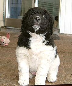 wetterhoun puppy seated