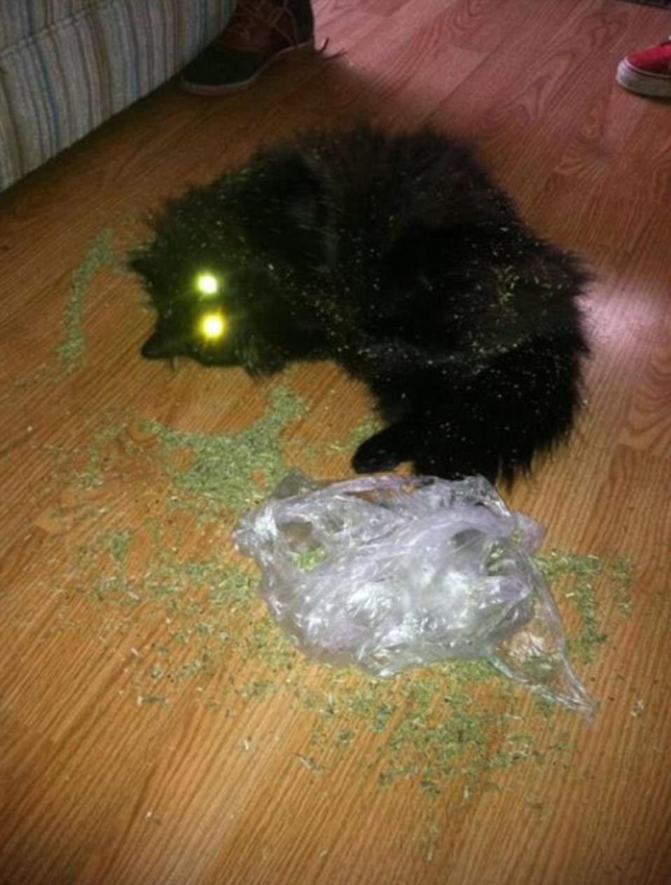 catnip