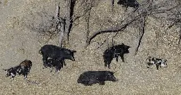 "Super pigs" — called the "most invasive animal on the planet" — threaten to invade northern U.S.