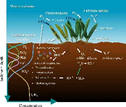 Seagrass decline poses issues for carbon storage projects