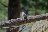 Chipping sparrow admiring the sunny day