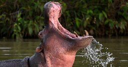 Colombia to Sterilize Pablo Escobar’s ‘Cocaine Hippos’