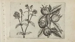 The forgotten medieval fruit with a vulgar name