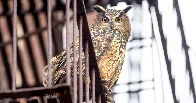 The Year Flaco the Owl Roamed Free | He fled the Central Park Zoo and made the rest of Manhattan his new home. What has he been up to?