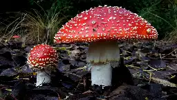 Emerging Psychedelic Mushroom Alternative More Toxic Than Fentanyl, New Research Suggests