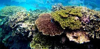 As climate change and pollution imperil coral reefs, scientists are deep-freezing corals to repopulate future oceans