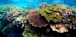 As climate change and pollution imperil coral reefs, scientists are deep-freezing corals to repopulate future oceans