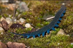 Velvet Worms- a couple of facts and some nice pictures