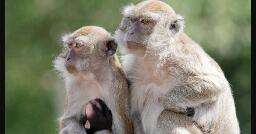 43 monkeys escape South Carolina research facility; police warn residents to secure doors and windows