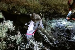 Watch: Sinking horse rescued from Colorado bog - UPI.com