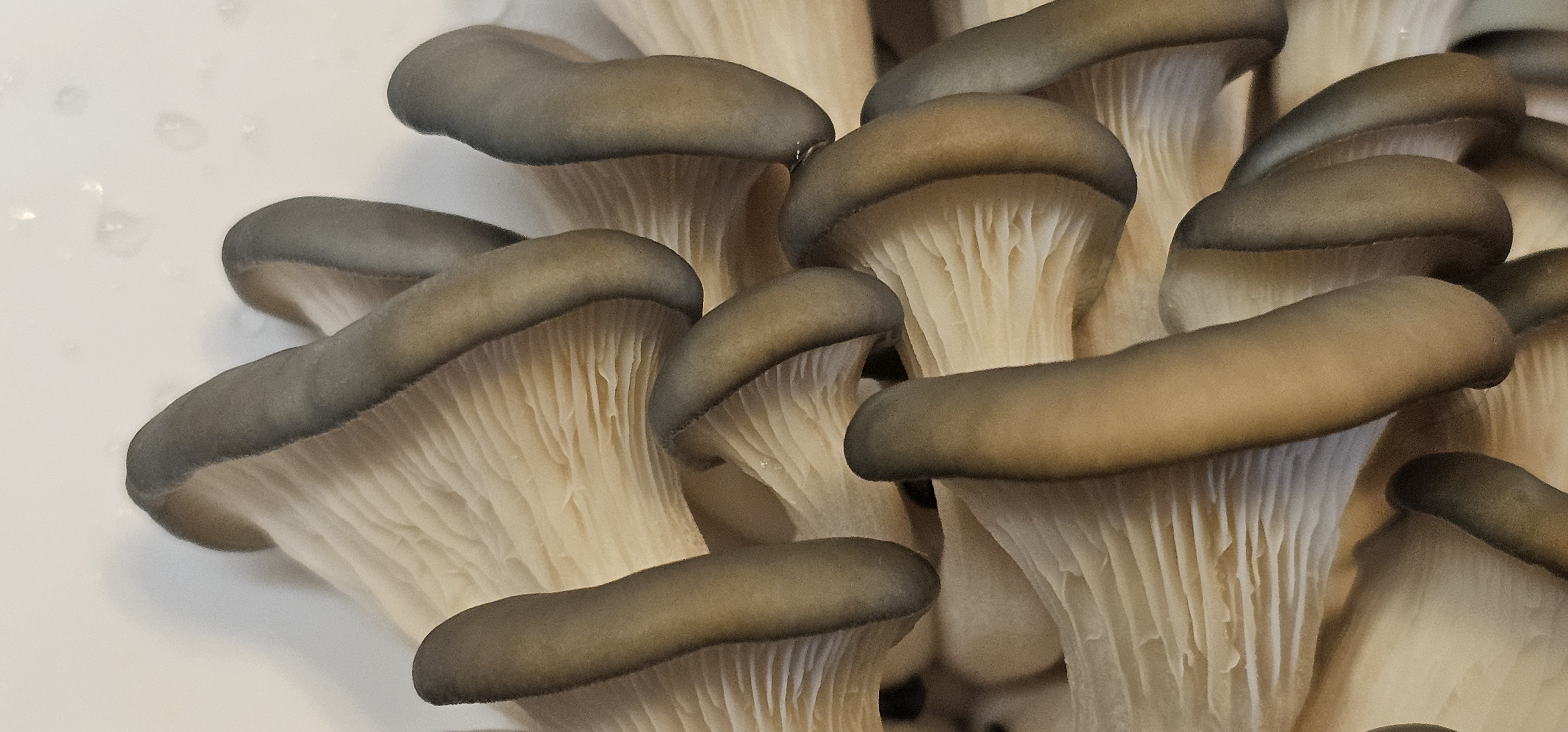 Close up of blue mushroom flush