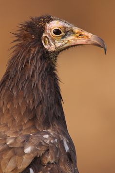 The Egyptian Vulture (Neophron percnopterus)