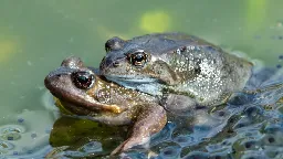 These female frogs fake their own deaths to get out of sex