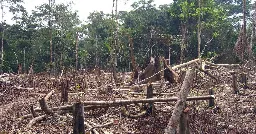 Agriculture Affects Deforestation Much More Than Most People Realize