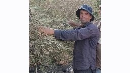 Bilal went out to harvest his olives, an Israeli settler shot him