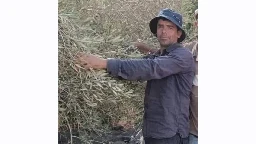 Bilal went out to harvest his olives, an Israeli settler shot him
