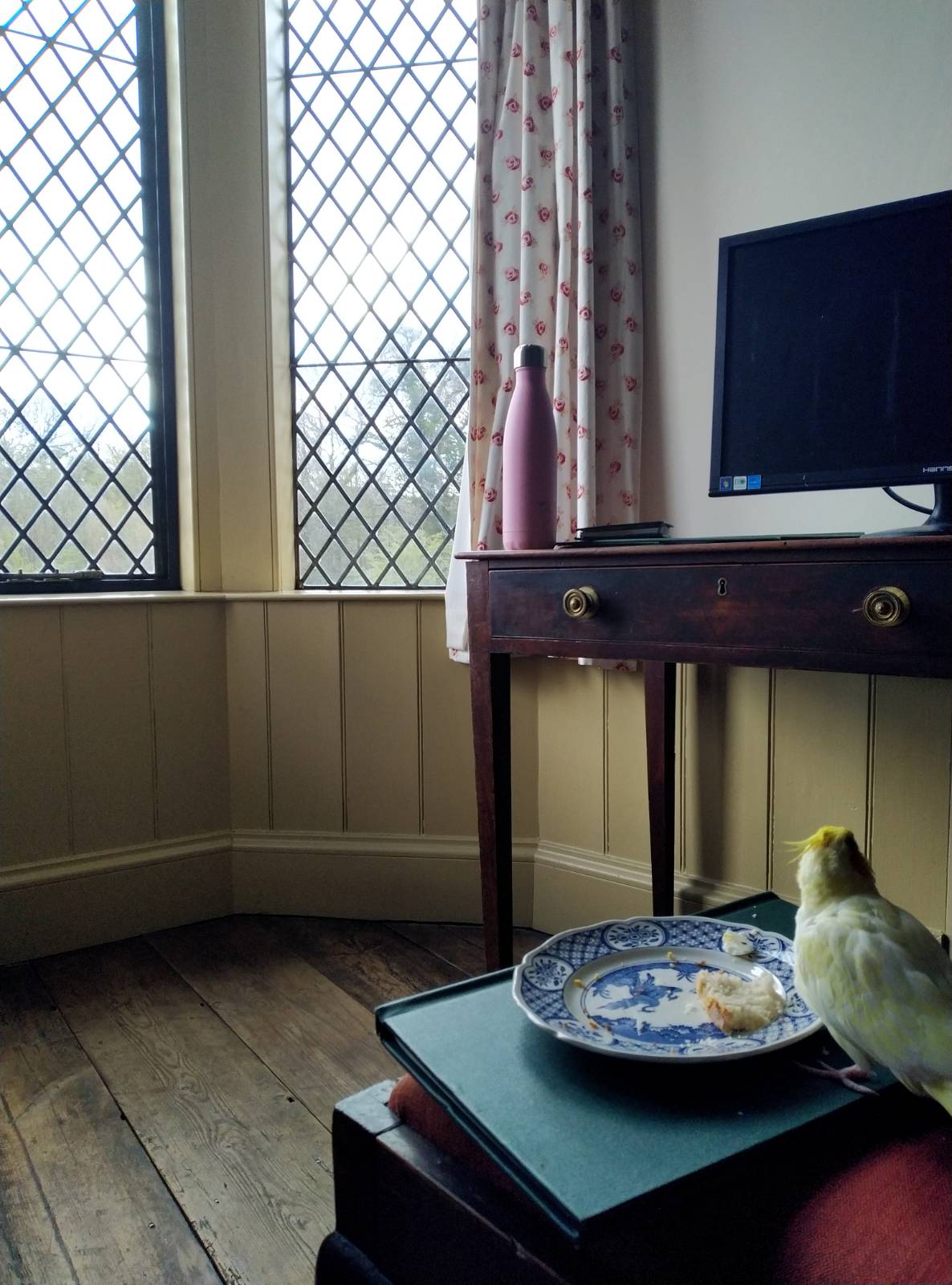 Afternoon Tea 'tiel in her big fancy room.