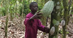 Candy company Mars uses cocoa harvested by kids in Ghana, CBS News investigation finds