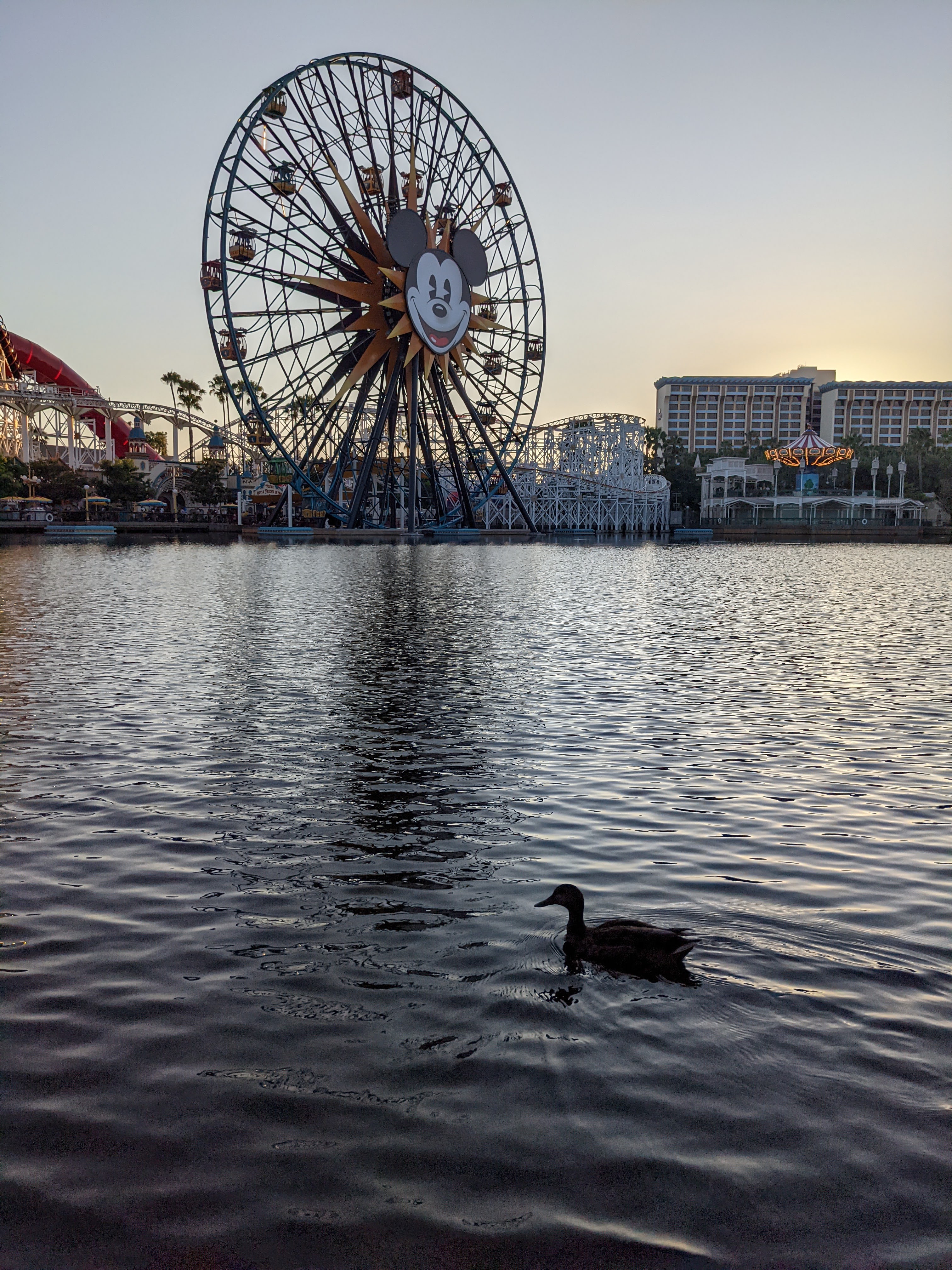 Disneyland duck!