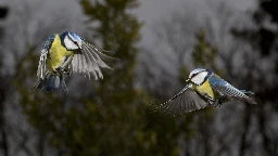 Vogelforschung im Forstenrieder Park: „Die Blaumeise ist sehr aggressiv“