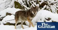 Sweden begins wolf hunt as it aims to halve endangered animal’s population