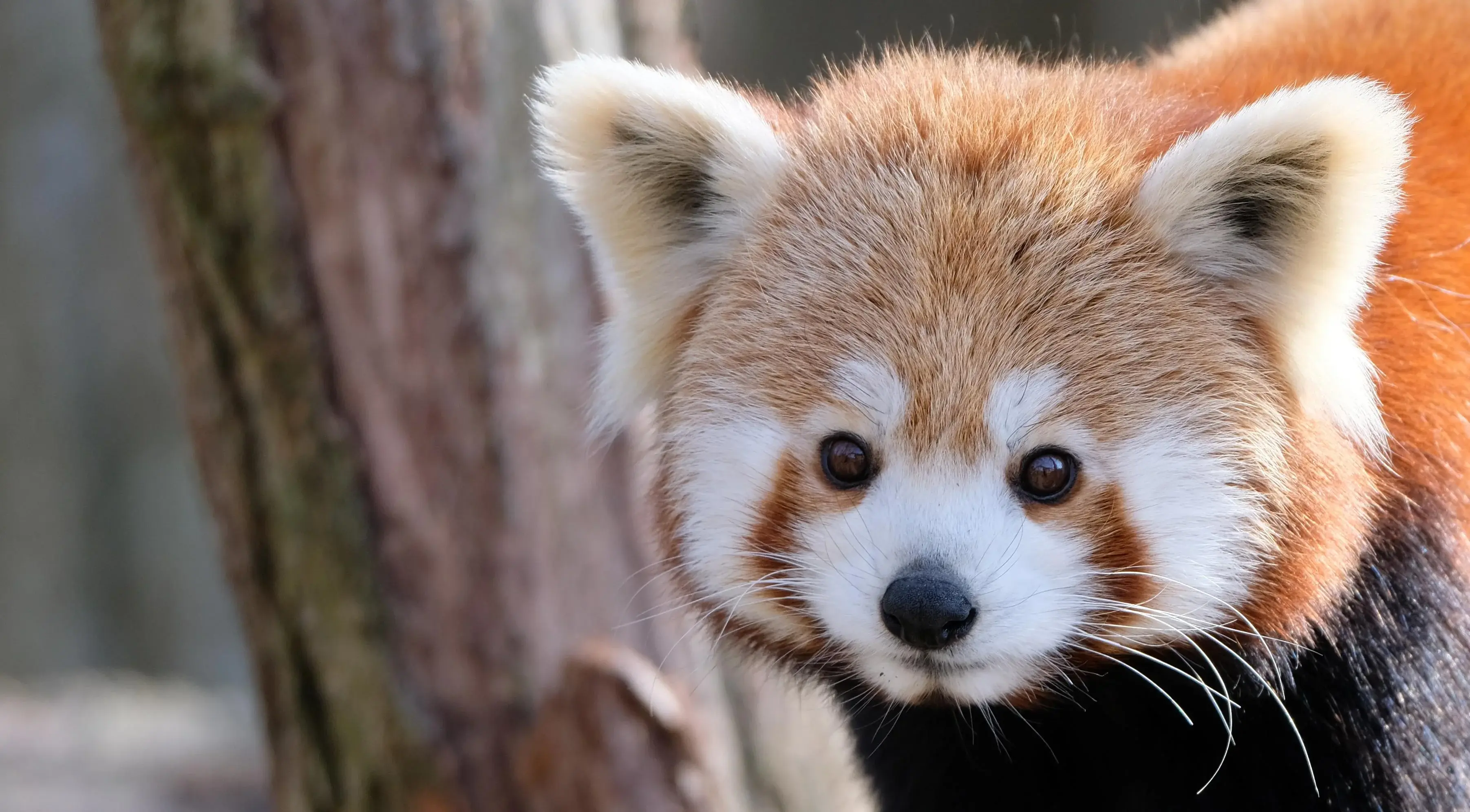 look at those whiskers!