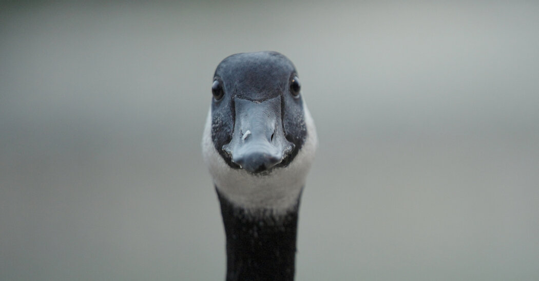 Opinion | Get to Know the Misunderstood Canada Goose