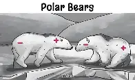 Polar bears 🐻