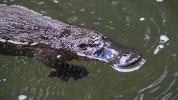 Platypus-like robot skin inspired by scientist's daughter