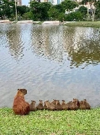 A capy family enjoying the view