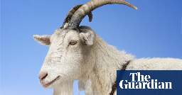 Get your goat: Italian island overrun by the animals offers to give them away