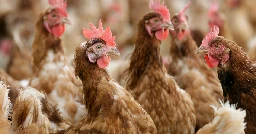 Scientists are gene-editing chickens to resist avian flu