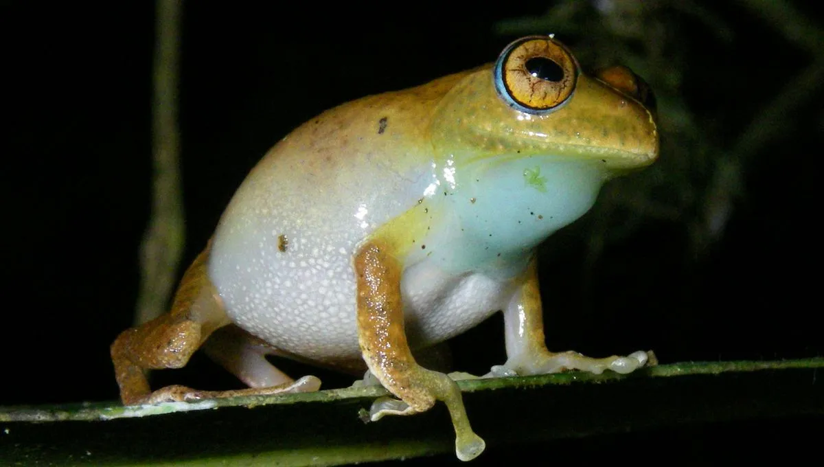 Star Trek-Inspired Names For 7 Newly Discovered Frog Species With Unusual Calls