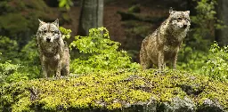 Wolves return to Europe: what to do about them is a people problem – podcast