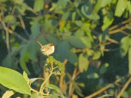 Female Superb Fairywren (Malurus cyaneus) - Archerfield Wetlands, Brisbane, Australia - June 2024