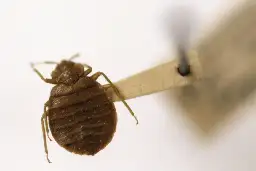 Bedbug panic was stoked by Russia, says France