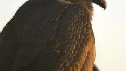 A rare condor hatched and raised by foster parents in captivity will soon get to live wild