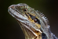 Eastern Water Dragon