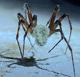 Newly discovered fungal species makes zombies of cave spiders on island of Ireland