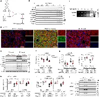 Inhibition of IL-11 signalling extends mammalian healthspan and lifespan - Nature