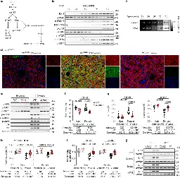 Inhibition of IL-11 signalling extends mammalian healthspan and lifespan - Nature