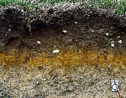 Soil - Wikipedia
