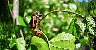 Cicadas Are So Loud, Fiber Optic Cables Can ‘Hear’ Them