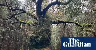 Scotland’s ancient Skipinnish Oak wins UK tree of the year