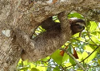 Sloths are literally too lazy to go looking for a mate, so a female sloth will often sit in a tree and scream until a male hears her and decides to mate with her